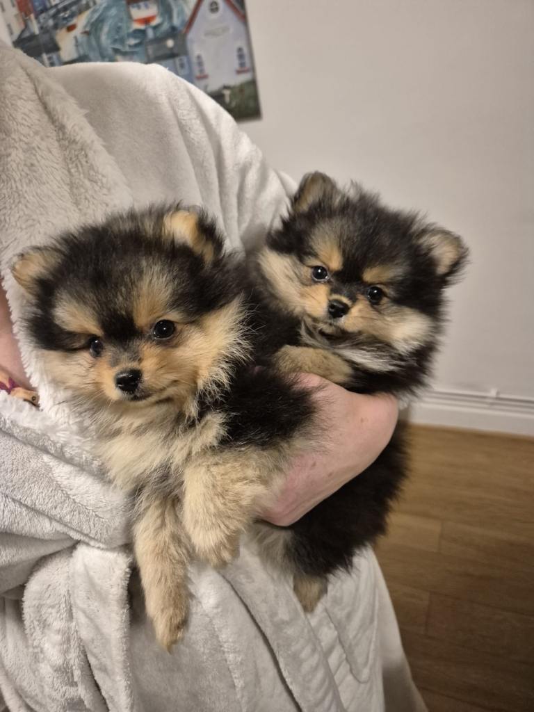 Miniature Pomeranian puppies 