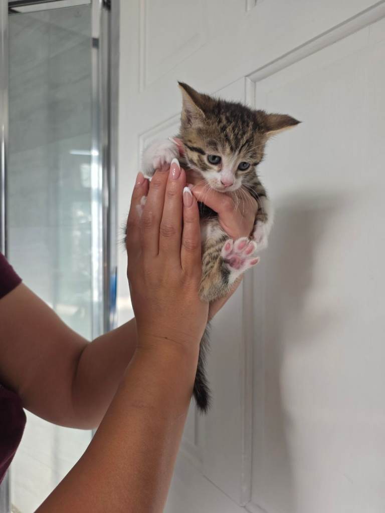 5 Playful Litter Trained Kittens TW5