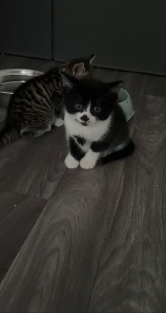 Male Black and white 9 week old kitten 