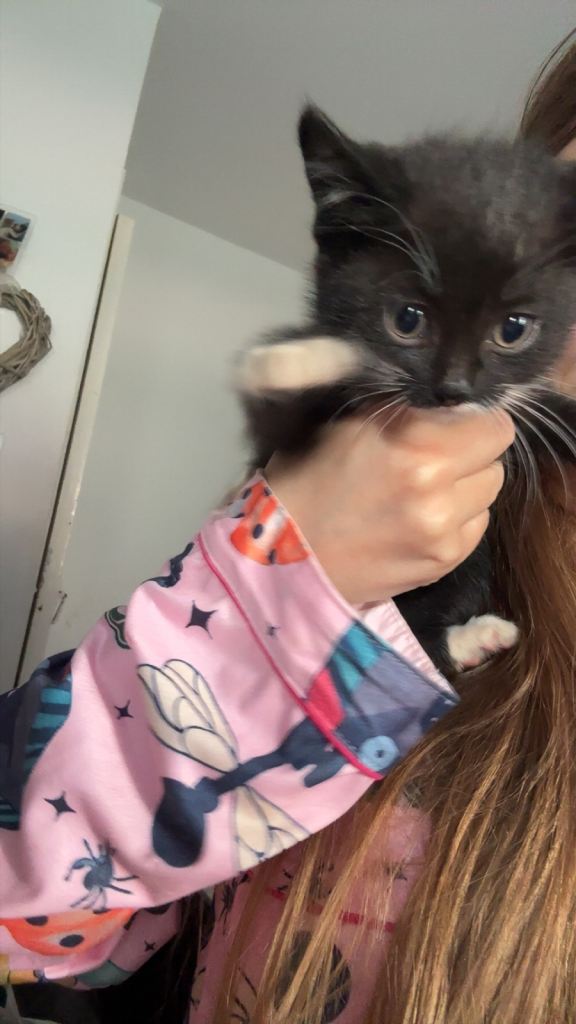 Black and white kittens 