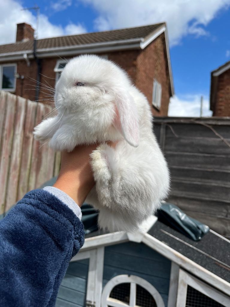  bunnies 