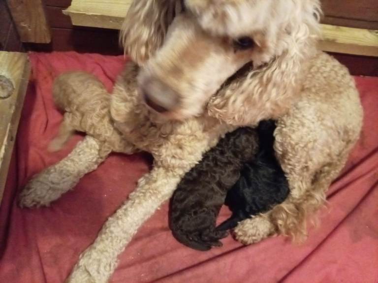 Full pedigree miniature poodles. 2 girls left