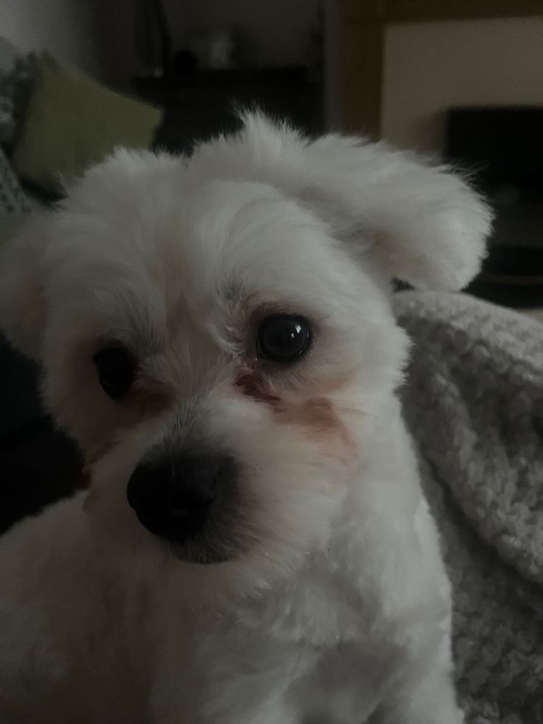 Dog for Sale