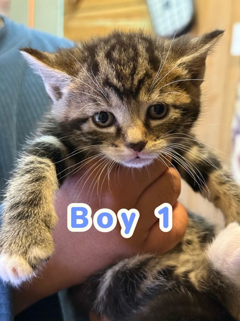 4 beautiful mixed breed kittens