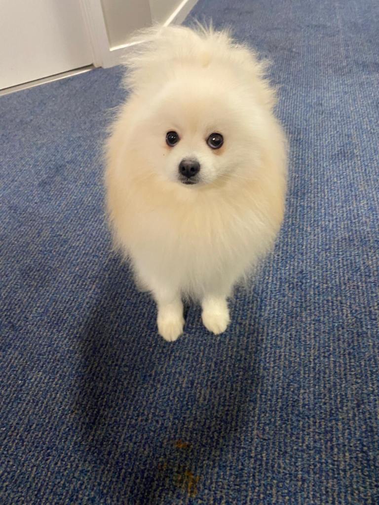 Gorgeous Pomeranian puppies for sale 