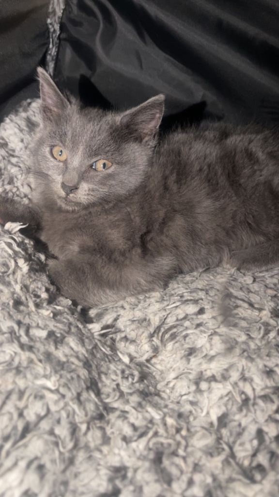 HALF BRITISH SHORT HAIR AND HALF TABBY