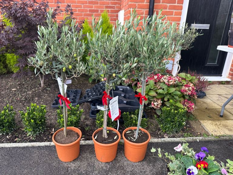 Olive trees 80cm +(common olive)  and others 