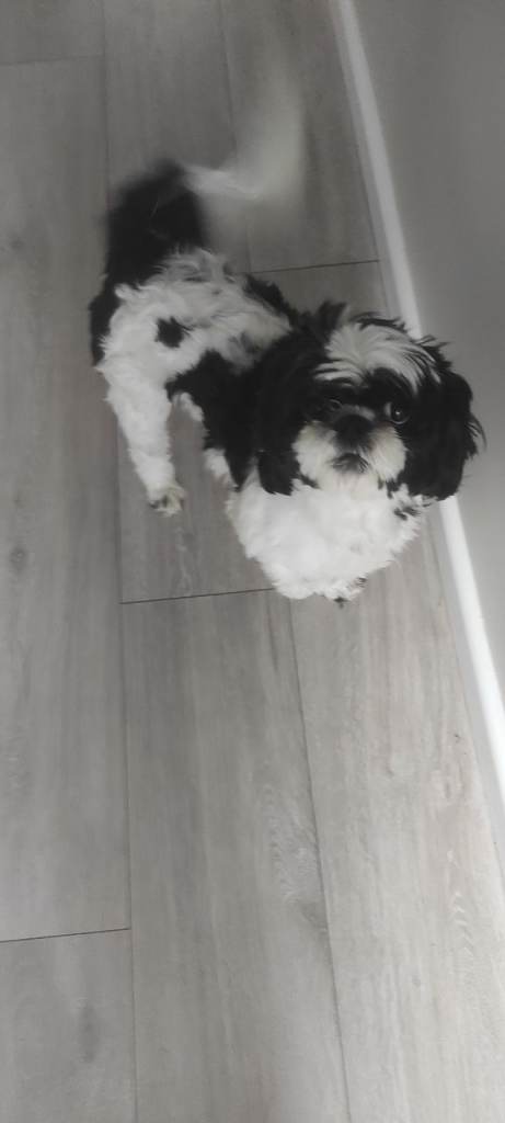 Dog looking for new home 