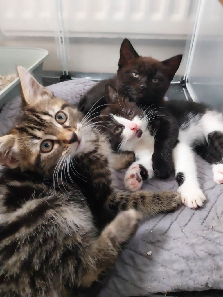 4 mixed breed kittens for sale 