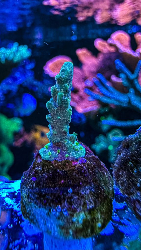 Teal acro sps coral marine frag