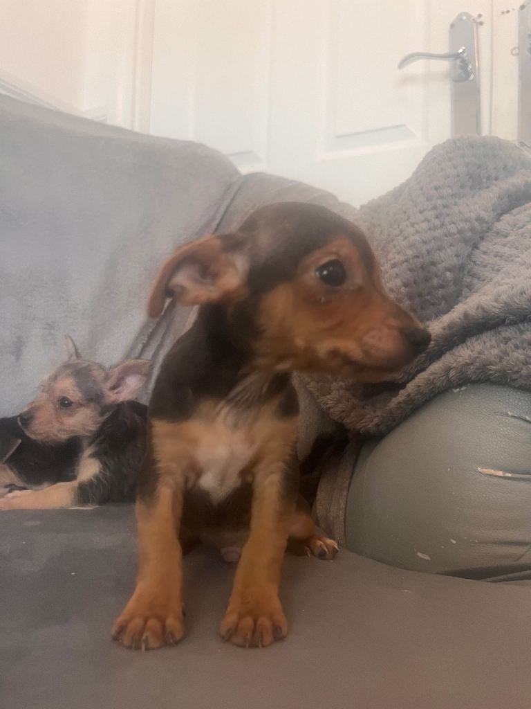 Yorkie X jack Russle 