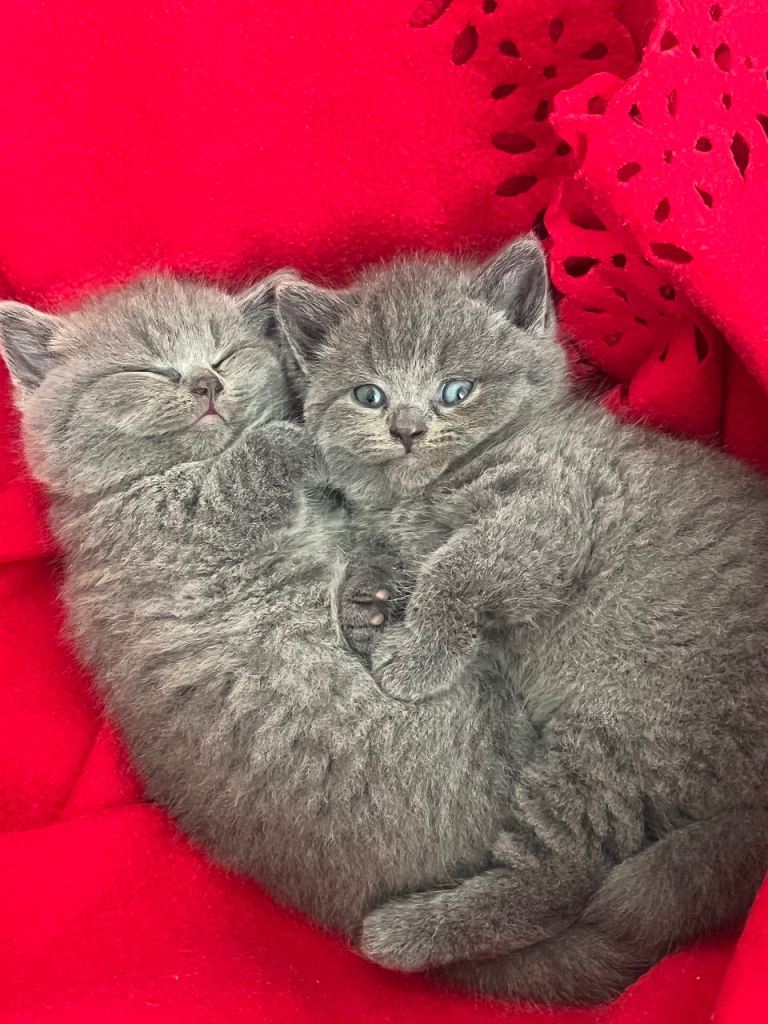 2 Pedigree British Shorthair Male Kittens 🐾