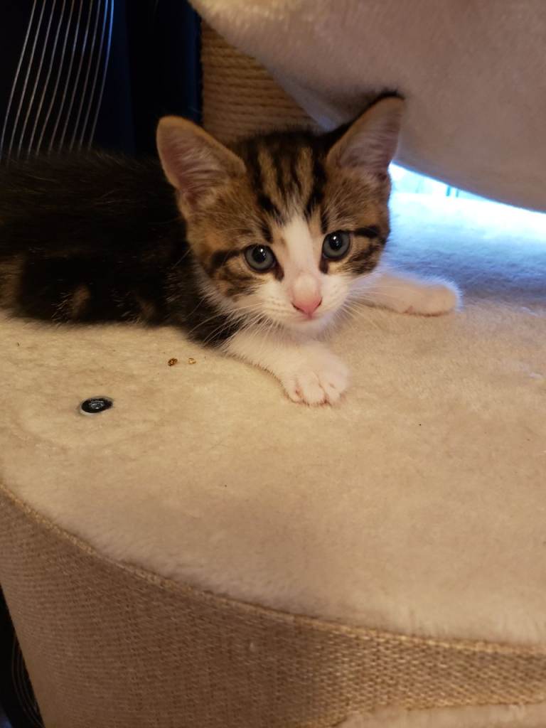Beatiful cute kittens