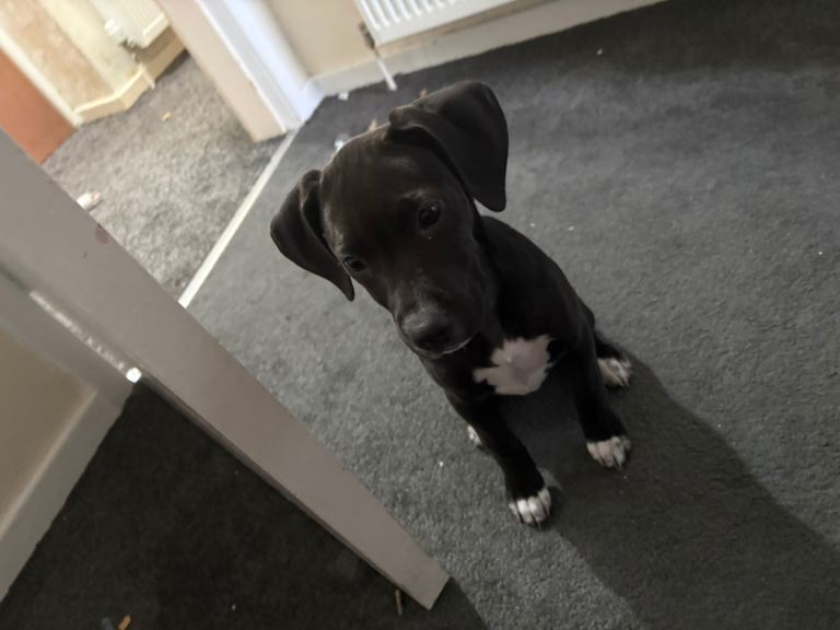 12 Week Old Puppy