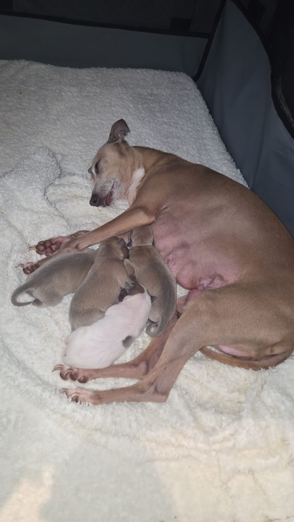 Italian greyhound for sale 