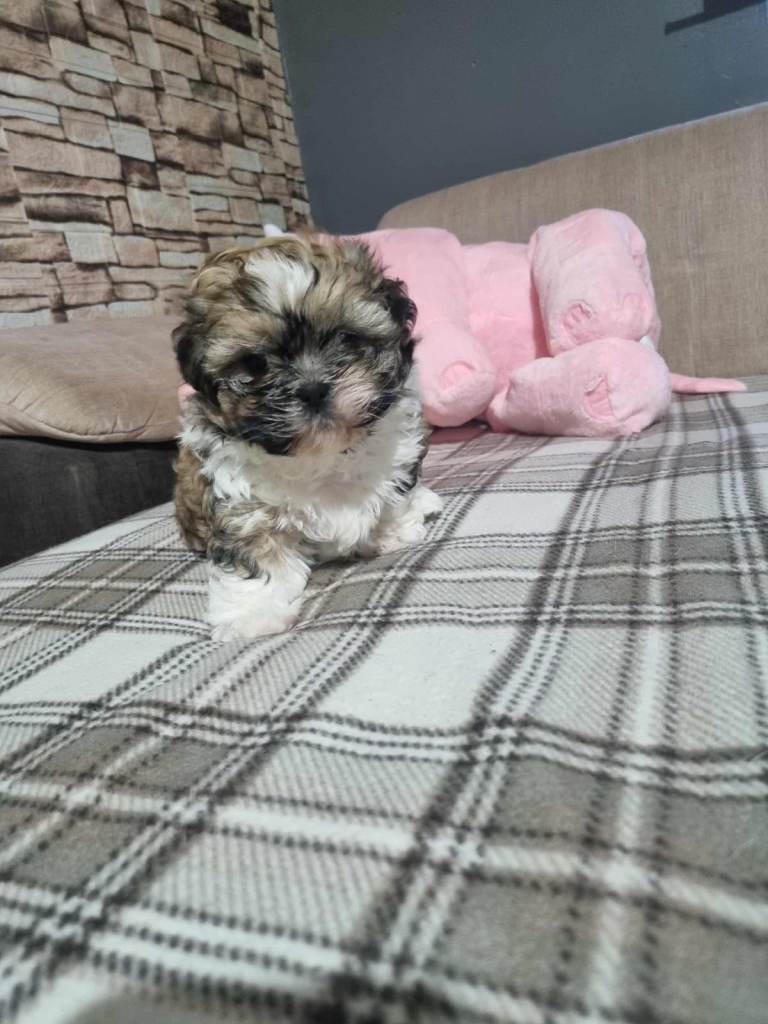 Shitzu puppy 