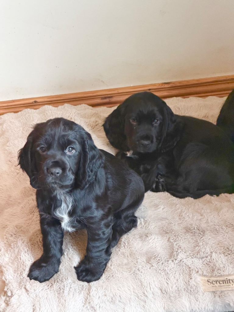 KC registered Cocker Spaniel Pups