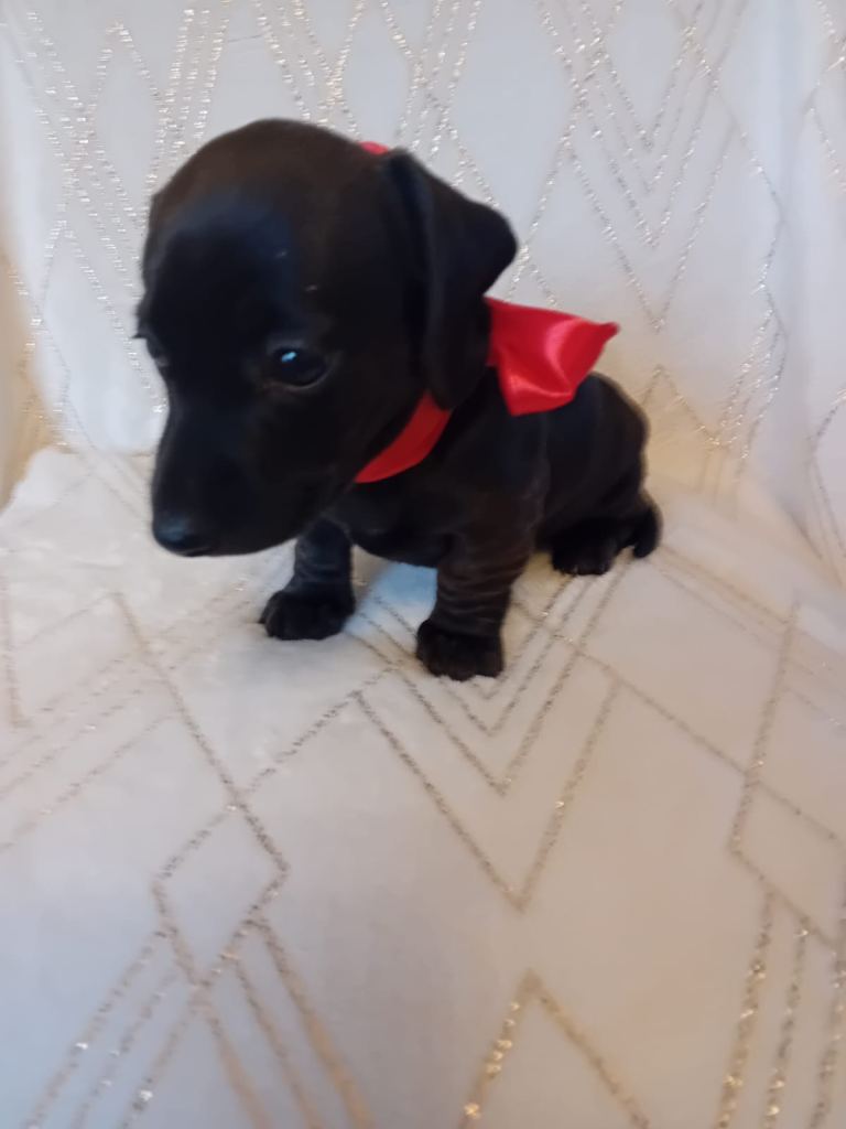 Dachshund puppies for sale