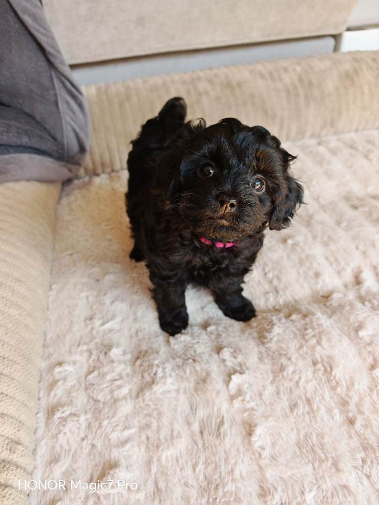 Schoodle pups for sale 