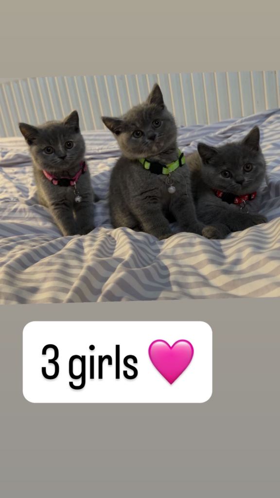 Britishshorthairs kittens 