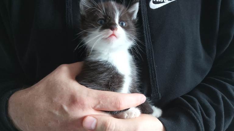 4 mixed breed beautiful tabby kittens 
