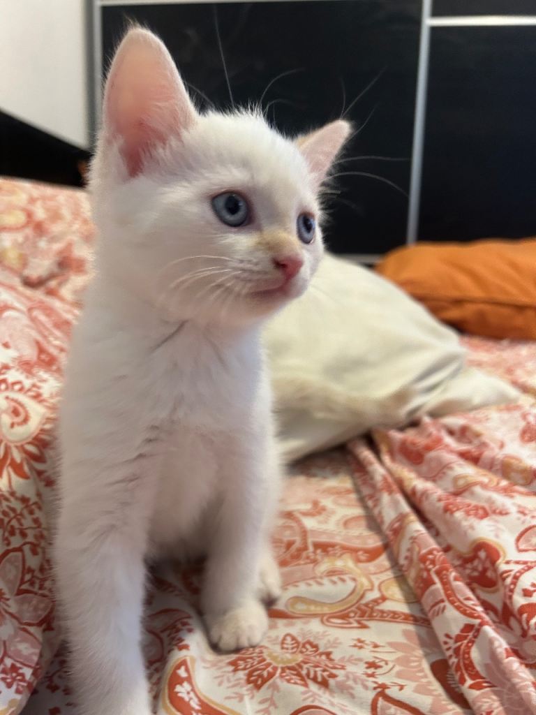 Kitten for sale