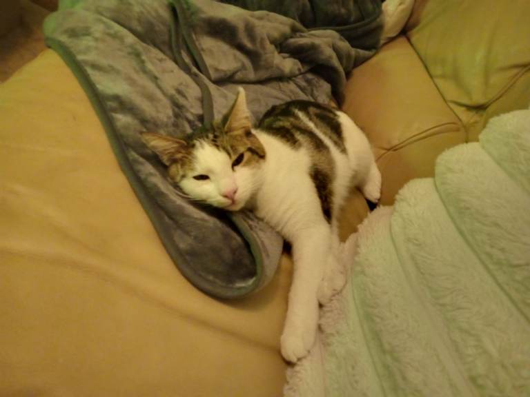 Mr Kissy - Amazing 12 month old house cat - Cheap if you are a loving family