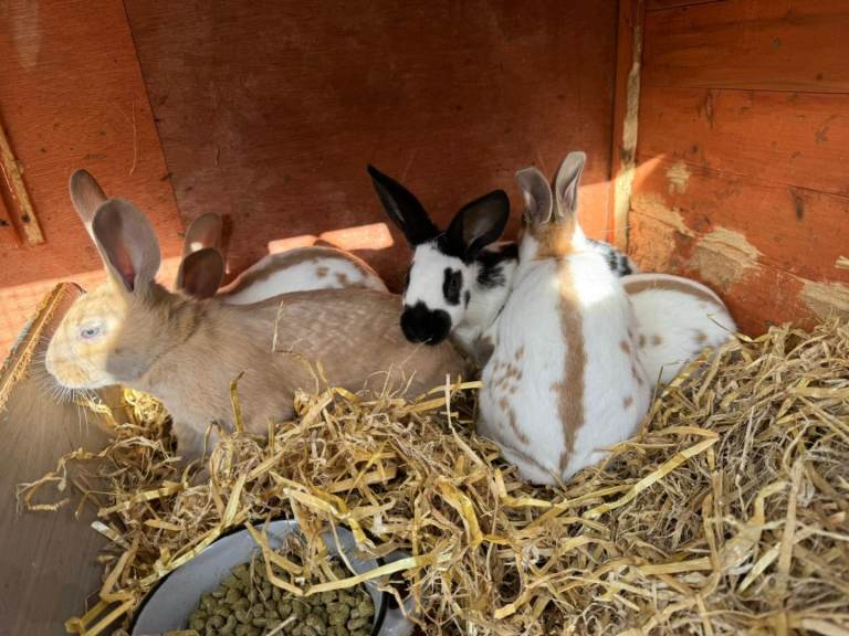 🩷🩵Last 2🩵🩷Beautiful Baby Butterfly Bunnies