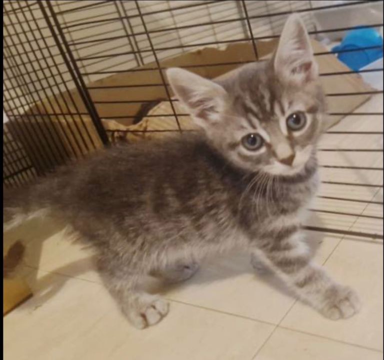 Beautiful grey kitten 