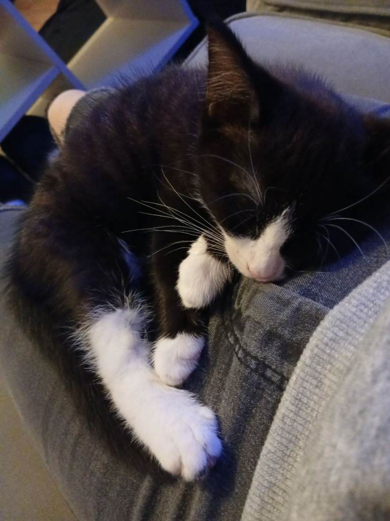 Tuexdo 11 weeks old kitten 