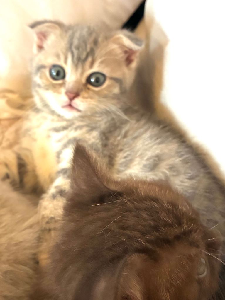 5 purebred British kittens for sale
