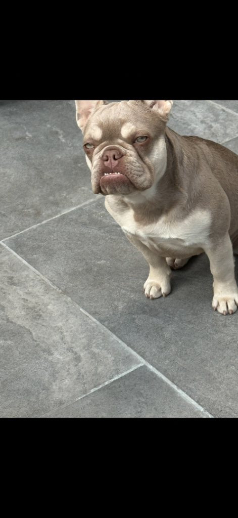 French bull dog 