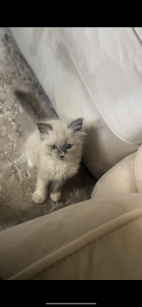 Ragdoll Kitten