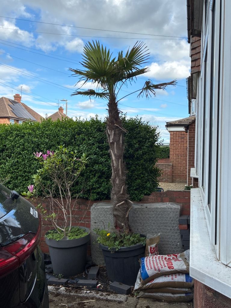 Palm Tree