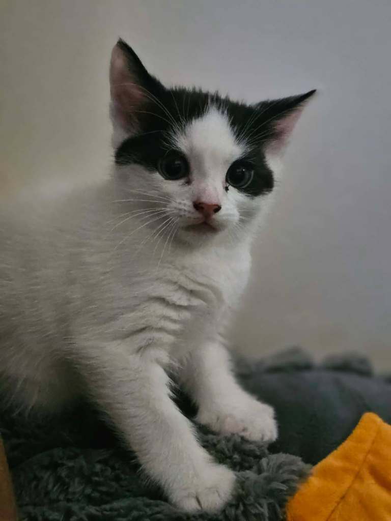 Kitten
