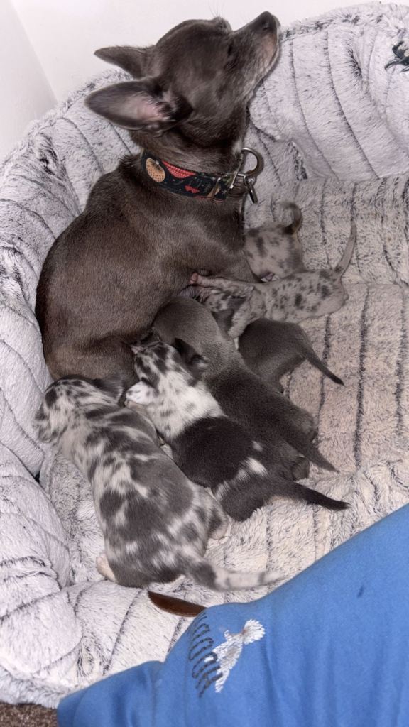 Blue puppy chihuahuas 