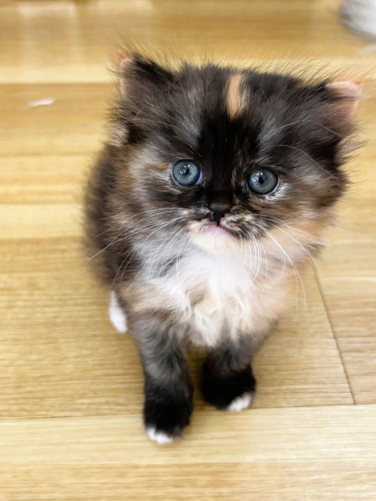 Stunning Persian - Long & Short Haired Kittens 