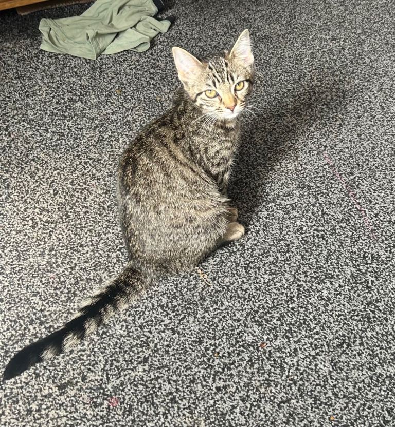 Kitten looking for forever home ❤️