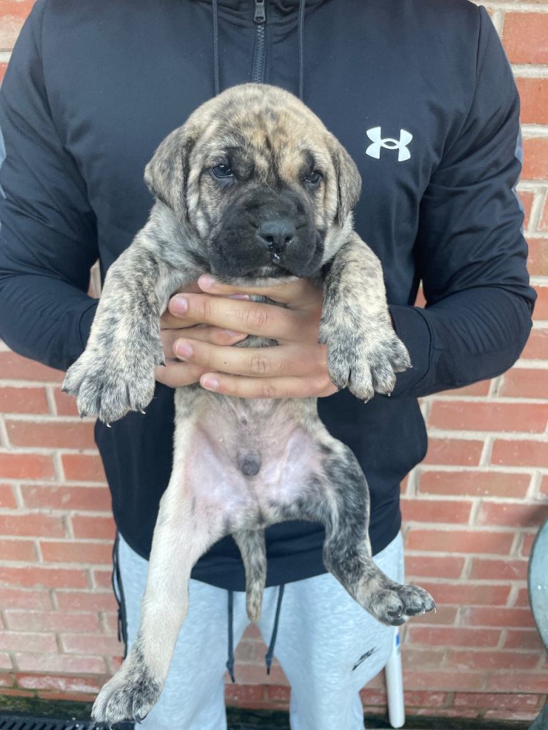 Presa Canario Puppies Spanish x Serbian Imports
