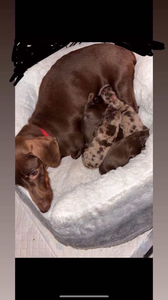 Dachshund puppies