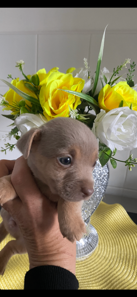 Much Wenlock Jack Russell Puppies