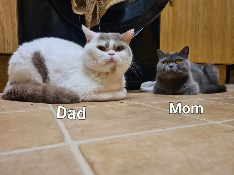 Kittens BSH/BLH