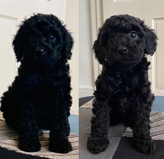Cockapoo puppies. 