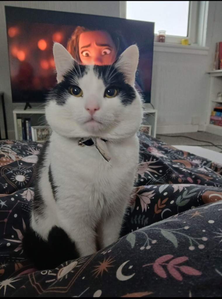 Cat looking to be rehomed 
