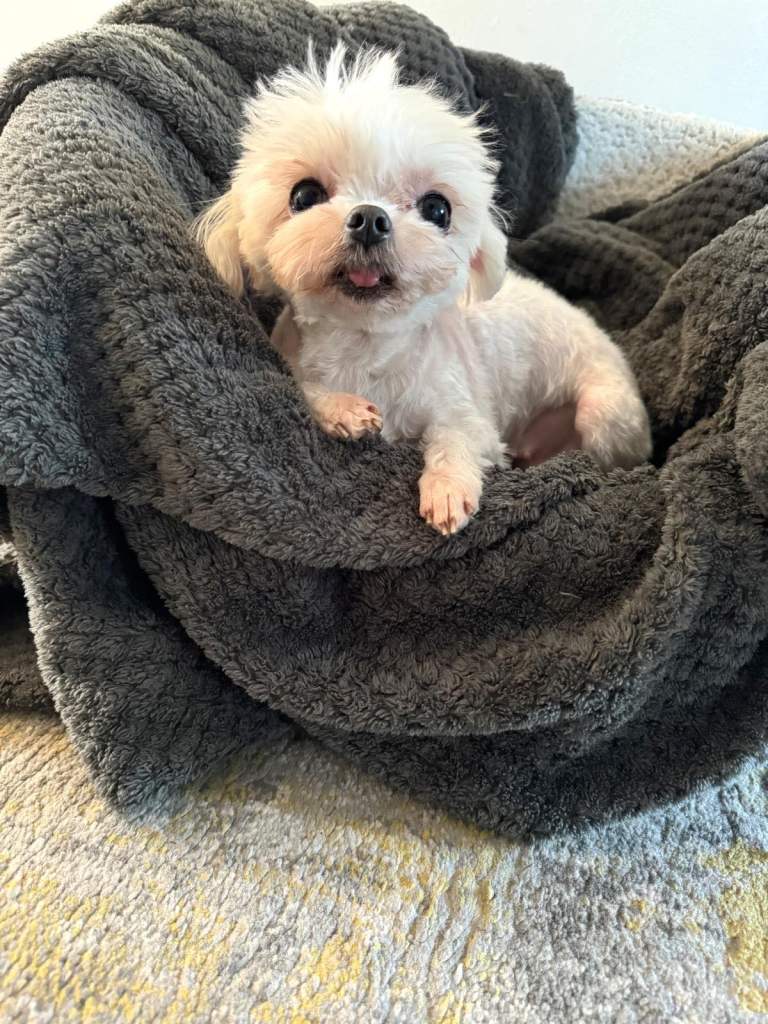 Tiny Maltese | For Loving Home
