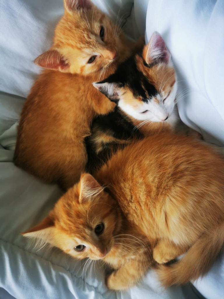 kittens 😻