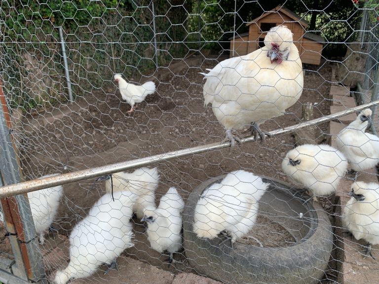 Silkie chickens for sale