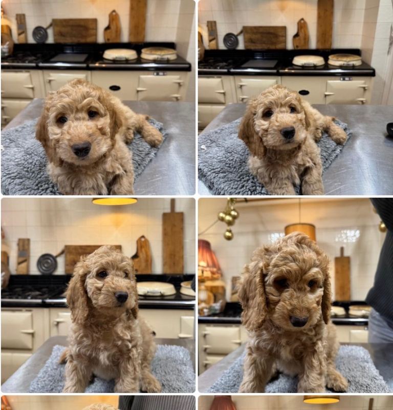 Spaniel/Poodle cross