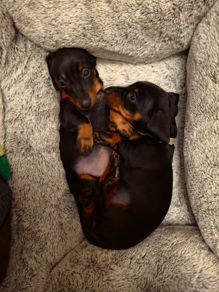 Minature Dachshund Smooth