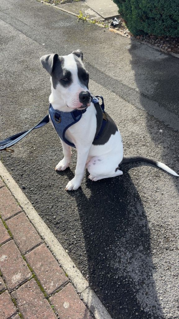 Staffie X American Bulldog
